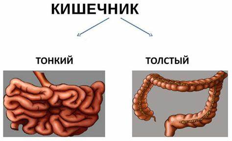 Больной желудок и кишечник диета Тонкий и толстый кишечник анатомия картинки Тонкий и толстый кишечник анатомия картинки Больной желудок и кишечник диета