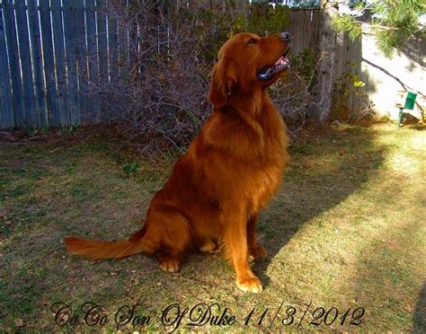 Dark Red Golden Retriever So Handsome Products I Love