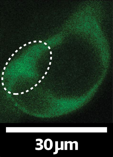 The cytoplasm is a very important part of our cells. Biohealth science's connection to quantitative sciences ...