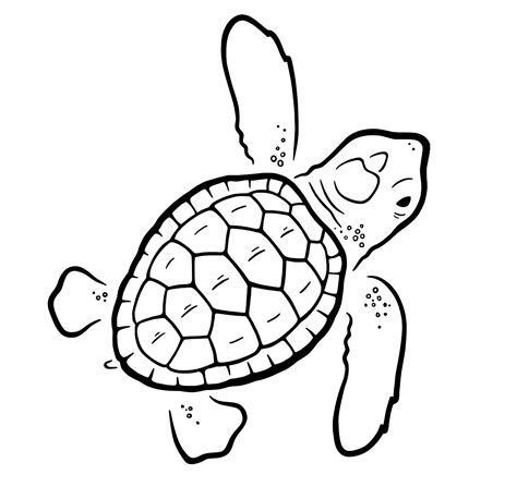 Loggerhead Turtle Drawing At Explore Collection Of