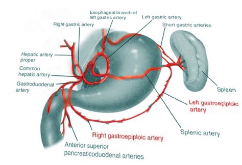 Abdominal Vascular Anatomy