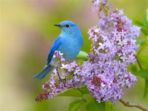 Spring Flowers And Birds Wallpapers Top Free Spring Flowers And Birds