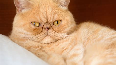 The 20 Most Popular Pedigreed Cat Breeds In America