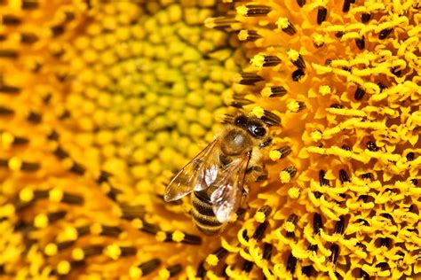 Wallpaper Bee Sunflower Pollen Flower Macro Hd Widescreen High