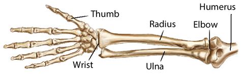 Wrist Anatomy Radius