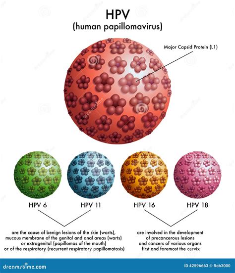 Hpv Human Papillomavirus Stock Vector Illustration Of Human 42596663
