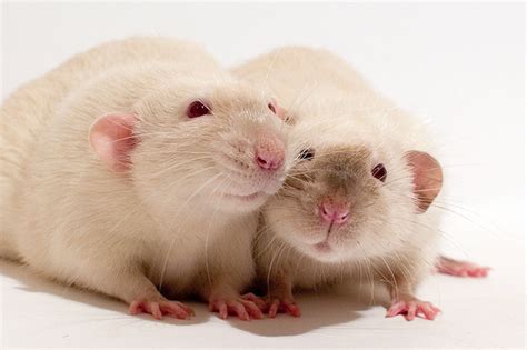 You adopted new pet rats? Slinky, Fatty and Skinny | The Real World
