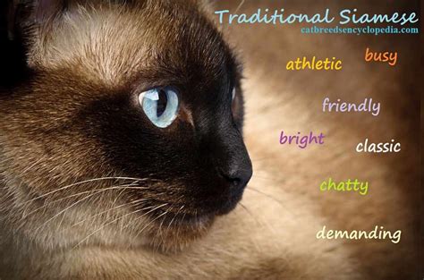 The Traditional Siamese Cat Cat Breeds Encyclopedia