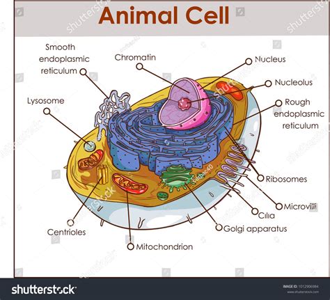 Animal Cell Anatomy Diagram Structure With All Parts Nucleus Smooth