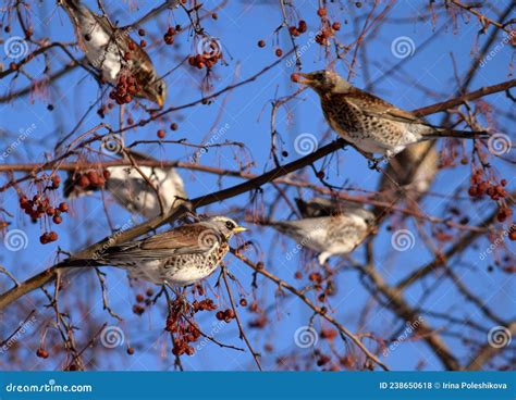 Thrush Birds Fieldfare Snowbirds Blackbirds Eating Berries On A Tree