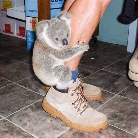 Awesome Photos 32 Pics Baby Koala Koala Bear Funny Koala
