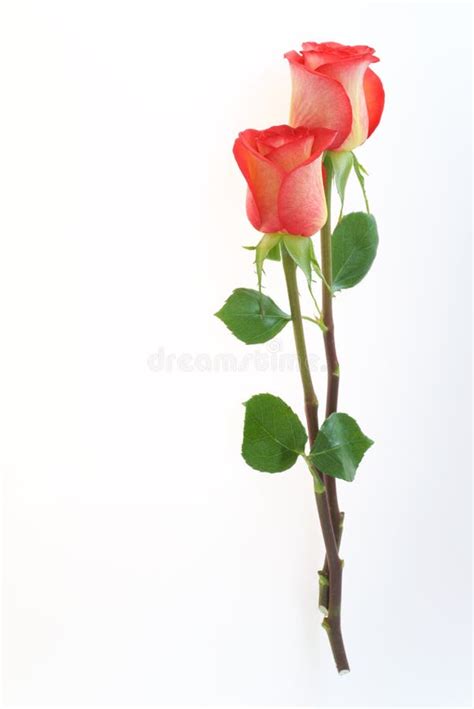 Beautiful Red Rose Flowers Isolated On The White Background Stock Image