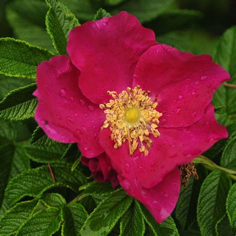 Rosa Rugosa Rosier Rugueux Bel Arbuste Très épineux Aux Fleurs