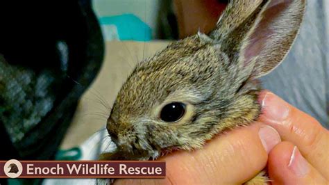 Baby Cottontail Rabbit Raised Road Trip To Release Youtube