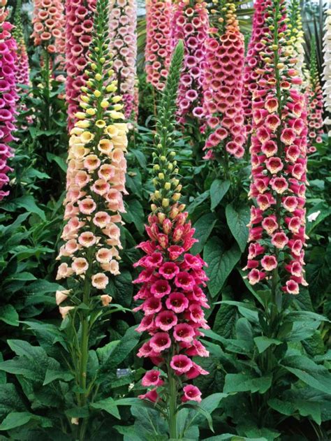 Maybe you would like to learn more about one of these? 49 best Tall Border Plants images on Pinterest | Border ...