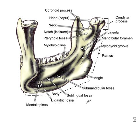 Oral And Maxillo Facial Surgery Facial Bone Anatomy Anatomy Dental