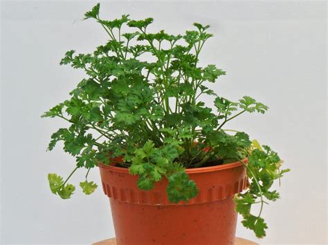 Be the first to review daun parsley (100gr) cancel reply. Parsley - www.daun.com.my