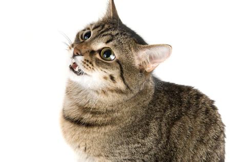 Striped Cat Stock Photo Image Of Charming Creature 10935612