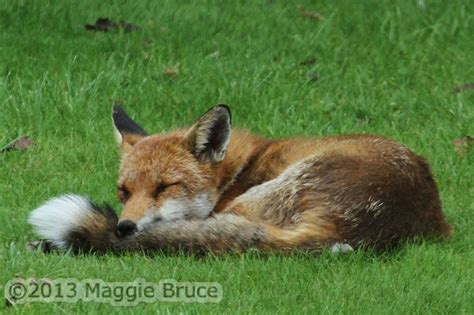 Fox Pose Fox Animals Wildlife