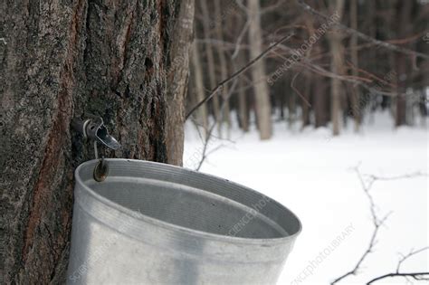 Sap Collection From Maple Tree Stock Image C0228674 Science