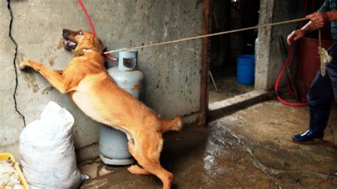 The cruelty exposed in these videos are truly shocking and sickening. Petition · Stop the Brutal Bok Nal 'Dog Eating Days ...