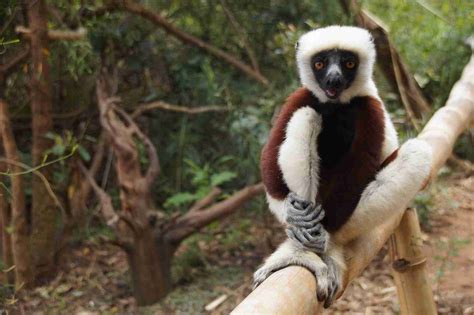Fascinating Facts About The Madagascar Rainforest Animals Lifecycle