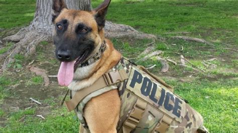 Bakersfield Police Dogs Receive New Protective Vests Kbak
