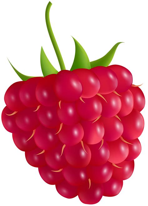 Raspberry Pictures Clip Art 10 Free Cliparts Download Images On