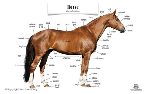 Horse Anatomy Poster Pferd Anatomie Pferd