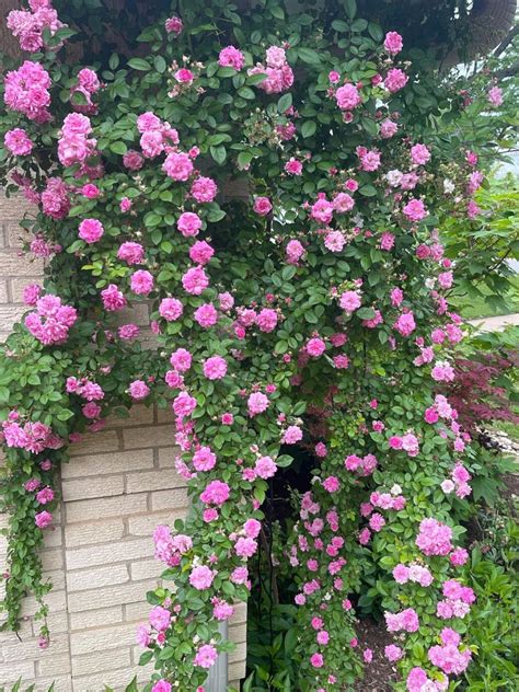 Repeat Flowering Climbing Roses Home Alqu