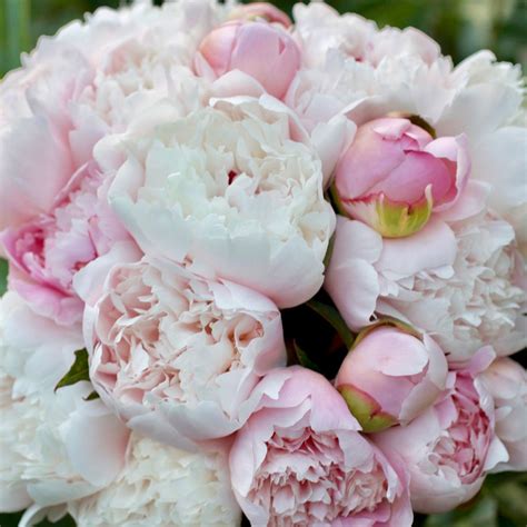 Pink Peony Party Blush Peonies Pink Peonies Peonies