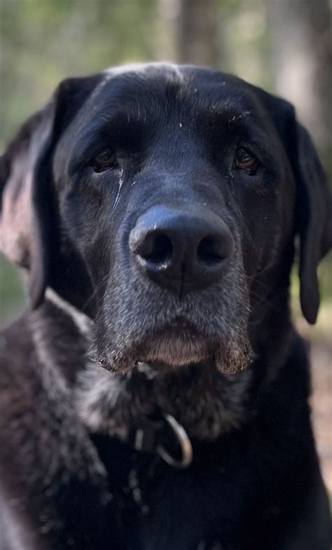 Black Labs Labradors Labrador Retriever Teddy Friends Dogs