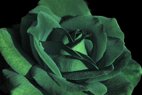 The Emerald Green Rose Flower Photograph By Jennie Marie Schell