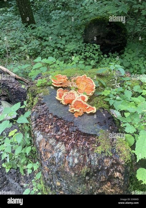 A “fungus Among Us” Stock Photo Alamy