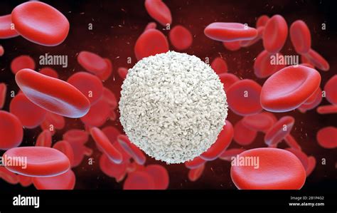 White And Red Blood Cells Erythrocytes And Leukocyte 3d Illustration