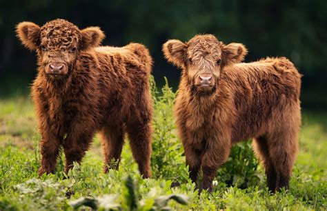 Fluffy Cow Wallpaper Fluffy Cows On Tumblr Here Are Only The Best Cute Cow Wallpapers