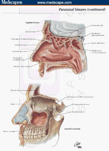 Paranasal Sinuses Poster By Asklepios Medical Atlas Pixels Lupon Gov Ph