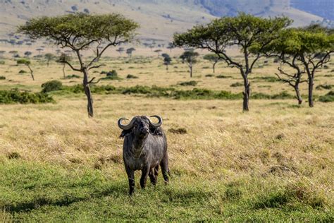 Kenyan Savannah Buffalo The African Or Savannah Buffalo Is Flickr