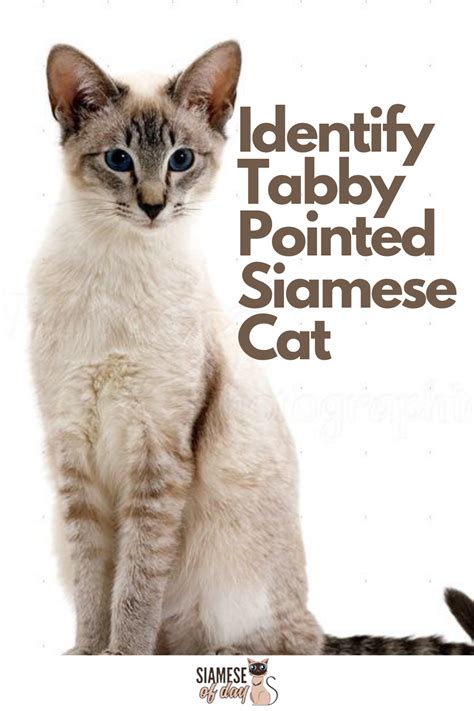 All About Tabby Pointed Siamese Cat Artofit