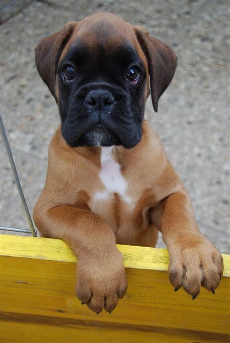 Boxer Puppy Ready To Pounce With Images Boxer Puppies Boxer Dogs