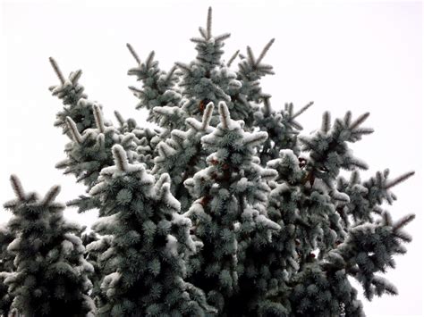 Free Images Branch Snow Winter Flower Fir Christmas Tree Twig
