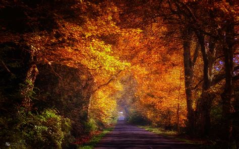 Autumn Road Morning Hd Desktop Wallpapers 4k Hd
