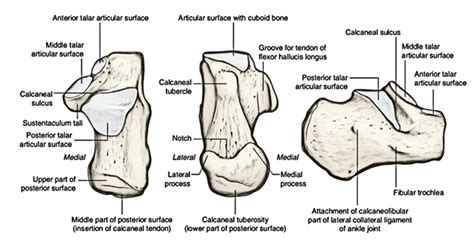 Easy Notes On 【tarsal Bones】learn In Just 4 Minutes