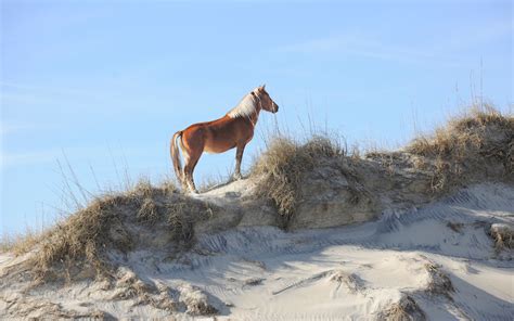 Wild horses are saving the ecosystem. The Outer Banks' Wild Horses Have Safely Ridden Out ...