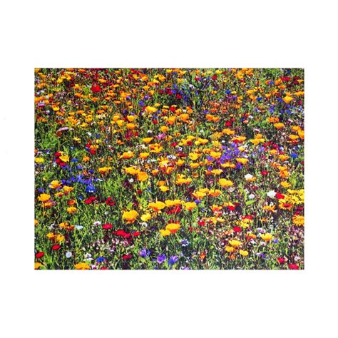 Ein beauftragtes labor wies krebserregendes benzidin im rot der aufgedruckten blumen nach, das sich aus den fasern lösen kann. Sun & Fun Teppich Blumenwiese Premium | Blumen wiese ...