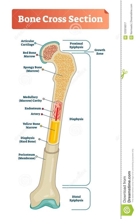 Vector Illustration Scheme Of Bone Cross Section Diagram With Articular Cartilage Marrow