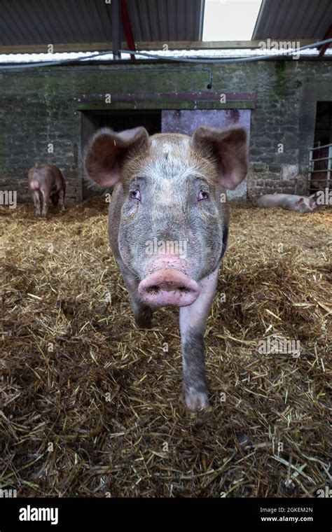 Pig In Barn North Acomb Farm Shop Northumberland Uk Stock Photo Alamy