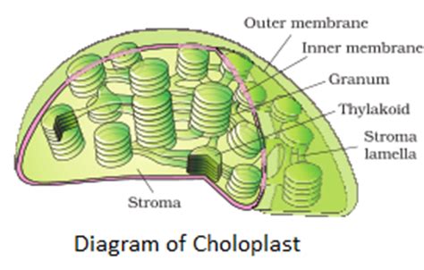Any of a class of small organelles, such as chloroplasts, in the cytoplasm of plant cells, containing pigment or food. NCERT Solutions for Class 11th: Ch 8 Cell : The Unit of ...