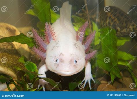 Underwater Axolotl Portrait Close Up In An Aquarium Mexican Walking