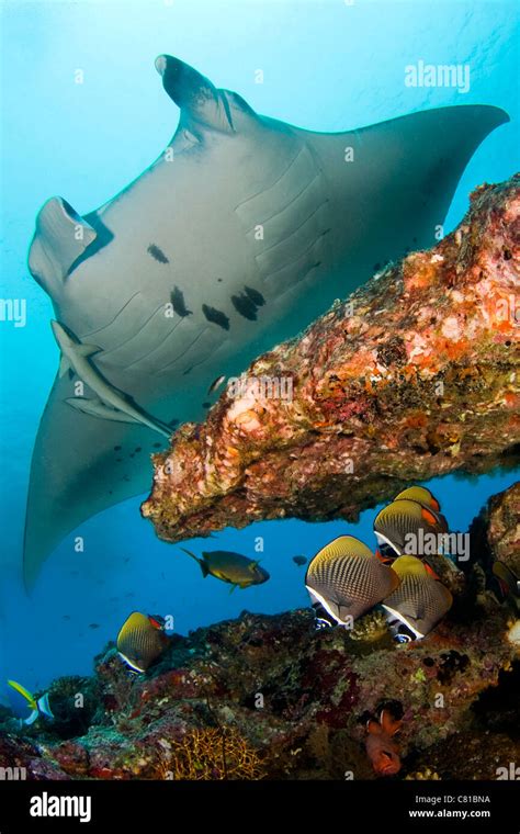Manta Rays In Maldives Underwater Coral Reef Tropical Reef Hanifaru